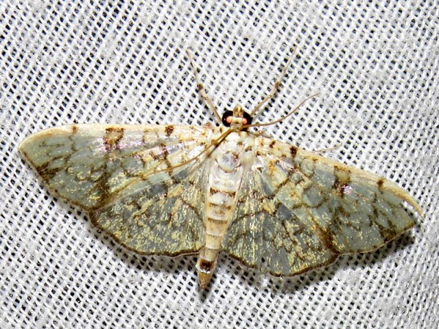 /filer/webapps/moths/media/images/P/polycymalis_Haritalodes_A_Braun.jpg