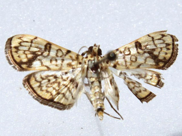 /filer/webapps/moths/media/images/P/polycymalis_Haritalodes_A_Goff_02.jpg