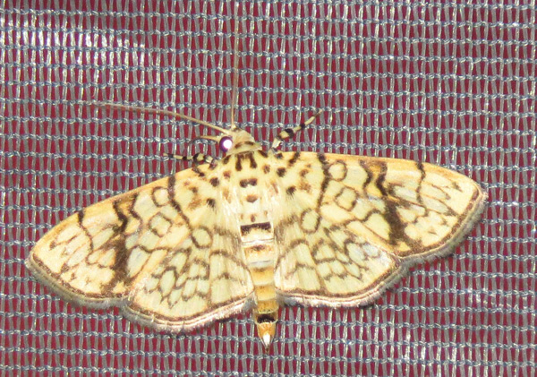 /filer/webapps/moths/media/images/P/polycymalis_Haritalodes_A_Hines.jpg