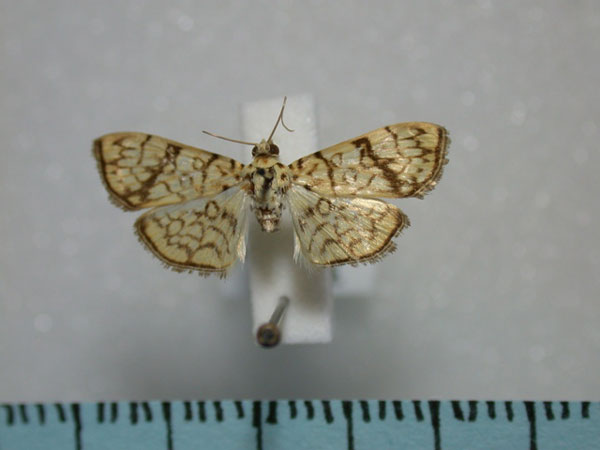 /filer/webapps/moths/media/images/P/polycymalis_Haritalodes_A_Revell.jpg