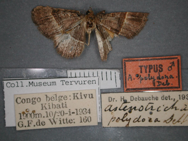 /filer/webapps/moths/media/images/P/polydora_Asthenotricha_HT_RMCA_01.jpg