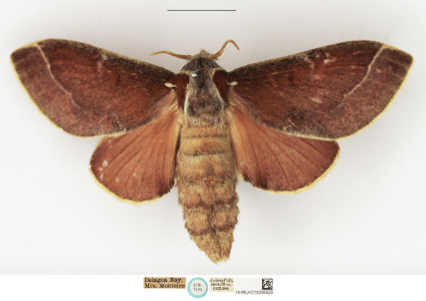 /filer/webapps/moths/media/images/P/polydora_Megasoma_STF_NHMUK.jpg