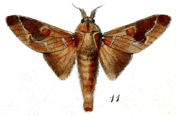 /filer/webapps/moths/media/images/P/polydora_Megasoma_STM_Druce_55-11.jpg