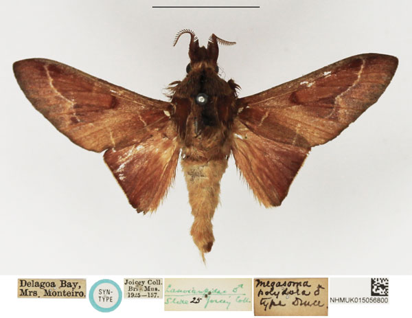 /filer/webapps/moths/media/images/P/polydora_Megasoma_STM_NHMUK.jpg