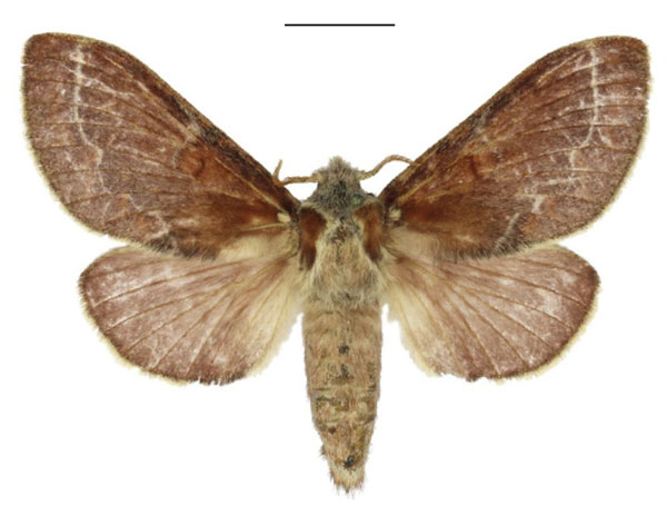 /filer/webapps/moths/media/images/P/polydora_Streblote_AF_ANHRT.jpg