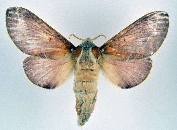 /filer/webapps/moths/media/images/P/polydora_Streblote_AF_NHMO_01_8YJ7pob.jpg