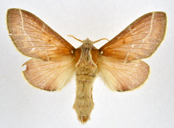 /filer/webapps/moths/media/images/P/polydora_Streblote_AF_NHMO_02_yMNIQTa.jpg