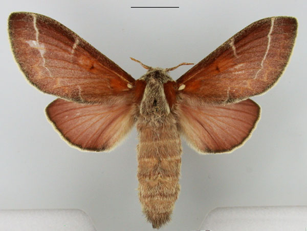 /filer/webapps/moths/media/images/P/polydora_Streblote_AF_TMSA.jpg
