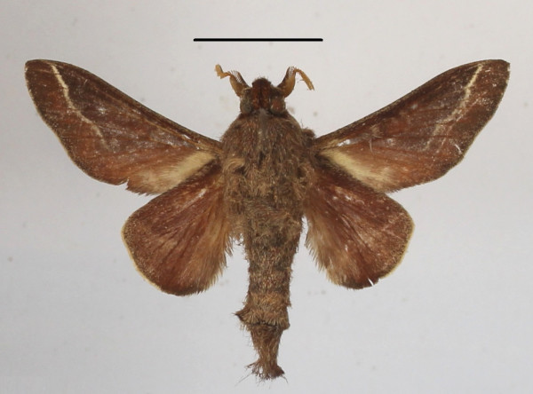 /filer/webapps/moths/media/images/P/polydora_Streblote_AM_MGCLb_01.JPG