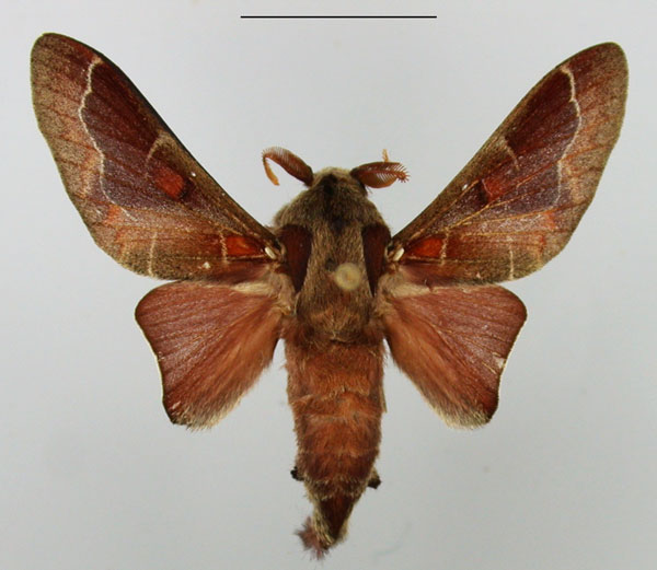 /filer/webapps/moths/media/images/P/polydora_Streblote_AM_TMSA.jpg