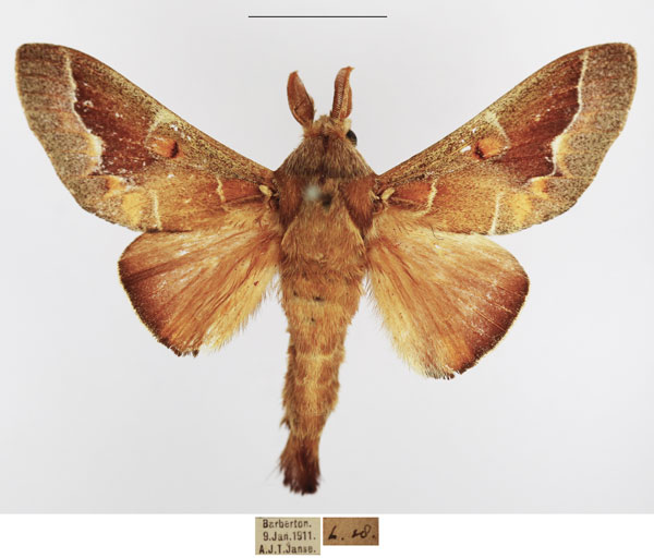/filer/webapps/moths/media/images/P/polydora_Streblote_AM_TMSA_02.jpg