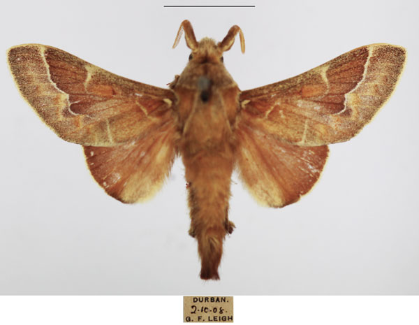 /filer/webapps/moths/media/images/P/polydora_Streblote_AM_TMSA_03.jpg