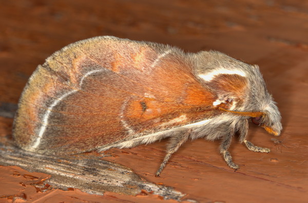 /filer/webapps/moths/media/images/P/polydora_Streblote_A_Heyns_01.jpg