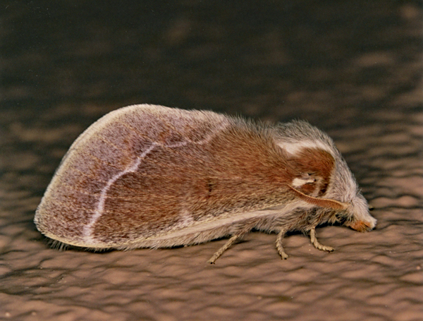 /filer/webapps/moths/media/images/P/polydora_Streblote_A_Roland_01.jpg