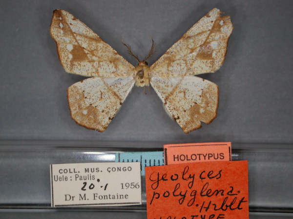 /filer/webapps/moths/media/images/P/polyglena_Geolyces_HT_RMCA_01.jpg