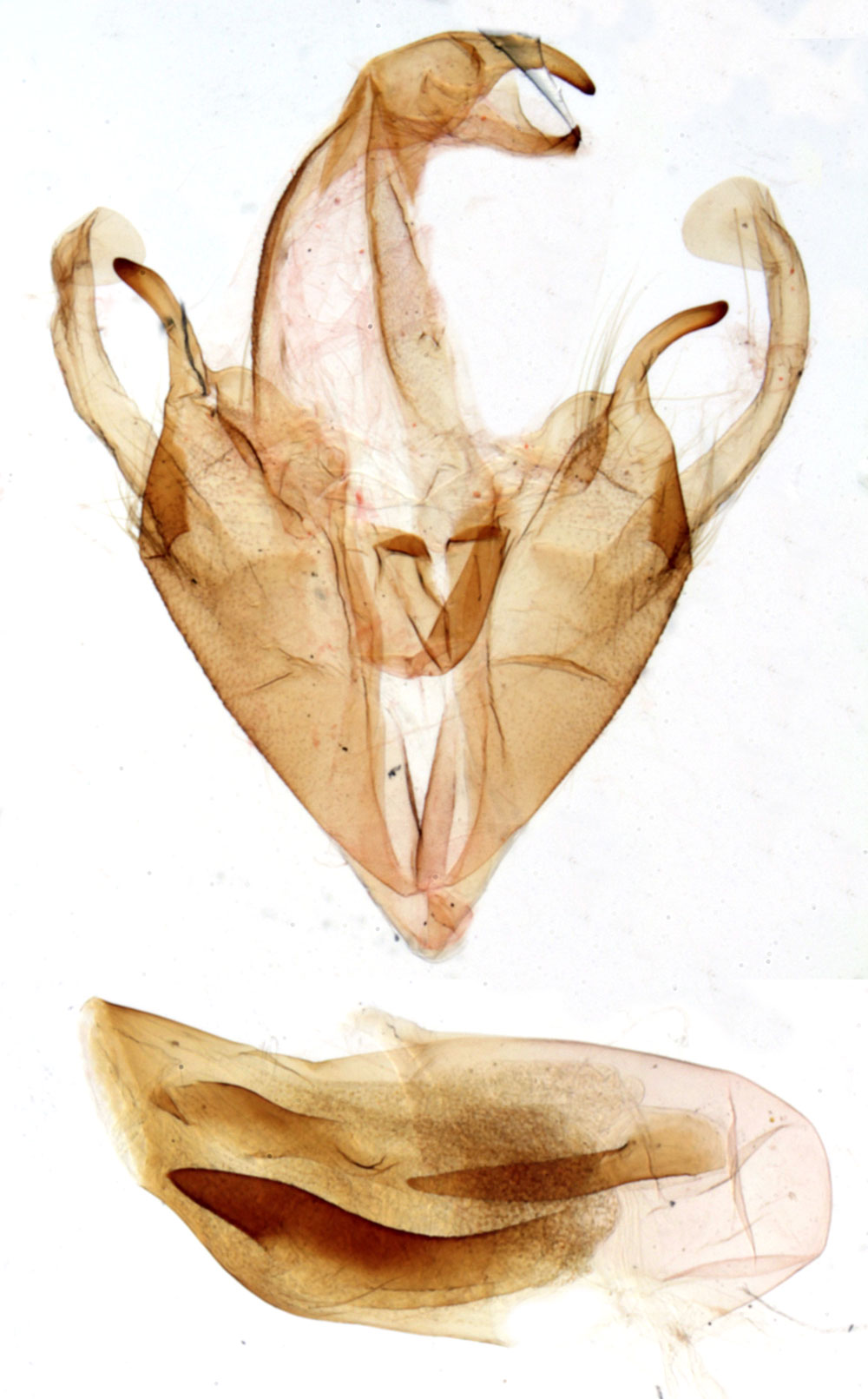 /filer/webapps/moths/media/images/P/polygramma_Pericyma_GM_MNHN_563.jpg