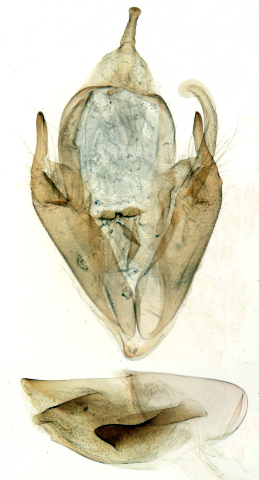 /filer/webapps/moths/media/images/P/polygramma_Pericyma_GM_MNHN_564.jpg