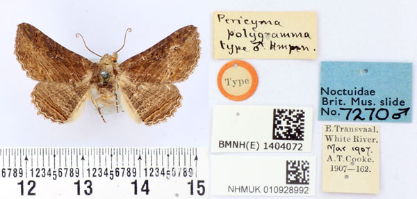 /filer/webapps/moths/media/images/P/polygramma_Pericyma_HT_BMNH.jpg