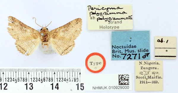 /filer/webapps/moths/media/images/P/polygrammata_Pericyma_HT_BMNH.jpg