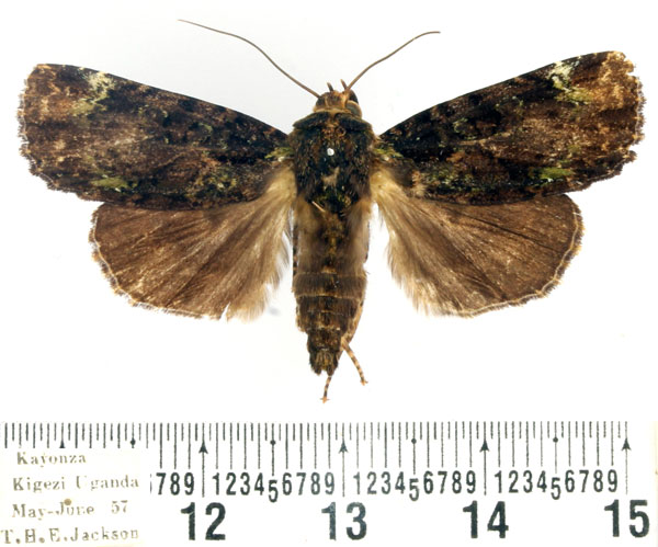 /filer/webapps/moths/media/images/P/polygrapha_Hesperochroa_AM_BMNH.jpg