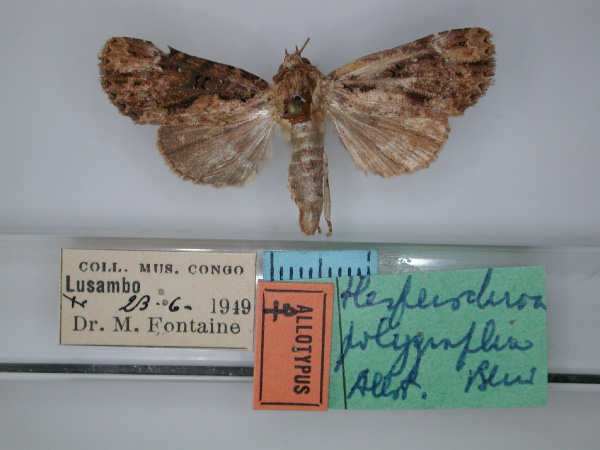 /filer/webapps/moths/media/images/P/polygrapha_Hesperochroa_AT_RMCA_01.jpg