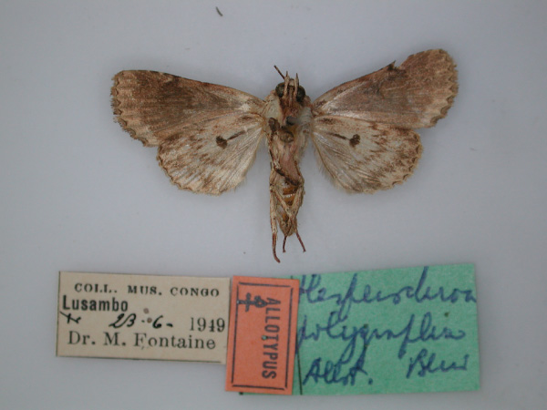 /filer/webapps/moths/media/images/P/polygrapha_Hesperochroa_AT_RMCA_02.jpg