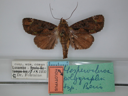 /filer/webapps/moths/media/images/P/polygrapha_Hesperochroa_HT_RMCA_01.jpg