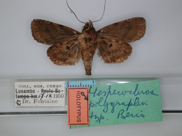 /filer/webapps/moths/media/images/P/polygrapha_Hesperochroa_HT_RMCA_02.jpg
