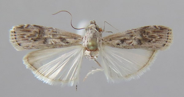 /filer/webapps/moths/media/images/P/polygraphella_Therpsiocora_AF_MfN.jpg