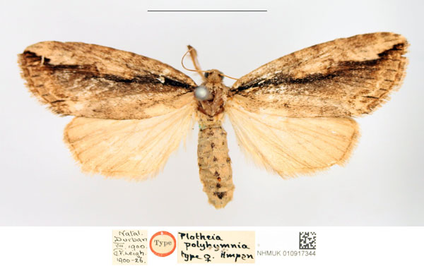 /filer/webapps/moths/media/images/P/polyhymnia_Plotheia_STF_NHMUK.jpg