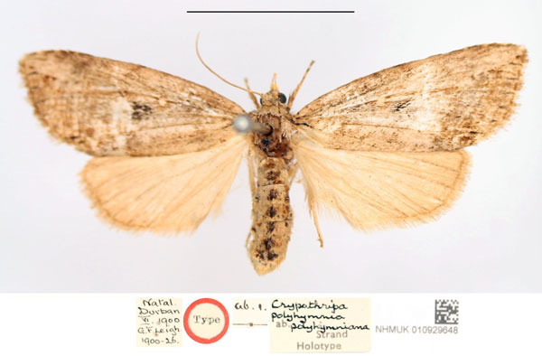 /filer/webapps/moths/media/images/P/polyhymniana_Cryptotripa_HT_NHMUK_mVnKaqR.jpg