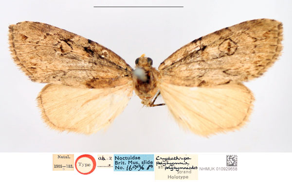 /filer/webapps/moths/media/images/P/polyhymnoides_Cryptotripa_HT_NHMUK.jpg