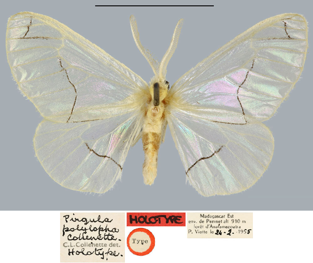 /filer/webapps/moths/media/images/P/polylopha_Pirgula_HT_MNHN.jpg