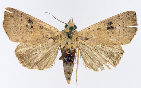 /filer/webapps/moths/media/images/P/polymorpha_Anomis_AF_TMSA_01.jpg