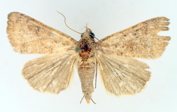 /filer/webapps/moths/media/images/P/polymorpha_Anomis_AF_TMSA_02.jpg