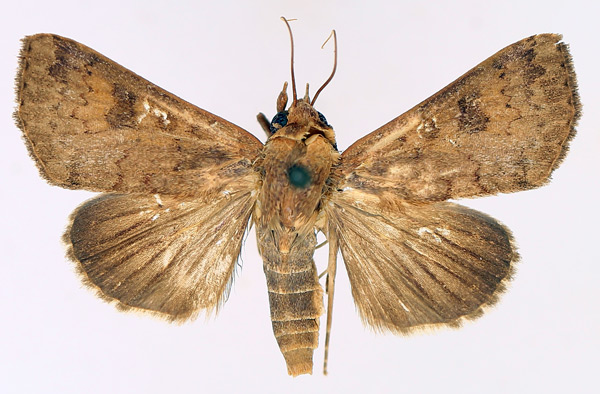 /filer/webapps/moths/media/images/P/polymorpha_Anomis_AM_TMSA_01.jpg