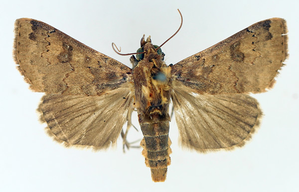 /filer/webapps/moths/media/images/P/polymorpha_Anomis_AM_TMSA_02.jpg