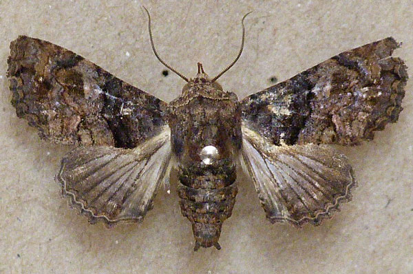 /filer/webapps/moths/media/images/P/polymorpha_Chlumetia_A_Butler.jpg