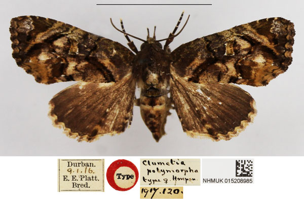 /filer/webapps/moths/media/images/P/polymorpha_Chlumetia_PLT_NHMUK_01.jpg
