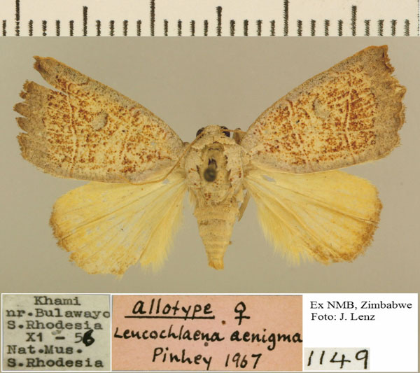 /filer/webapps/moths/media/images/P/polymorpha_Cosmia_AT_NMB.jpg
