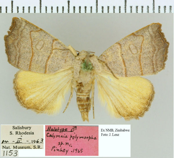 /filer/webapps/moths/media/images/P/polymorpha_Cosmia_HT_NMB.jpg