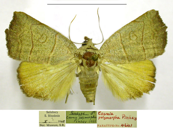 /filer/webapps/moths/media/images/P/polymorpha_Cosmia_PTM_TMSA.jpg