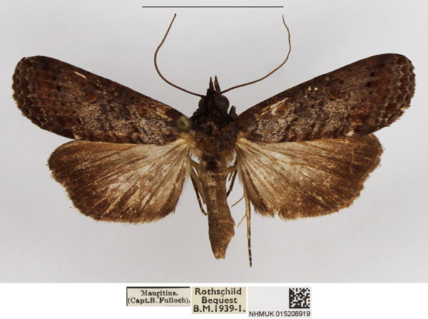 /filer/webapps/moths/media/images/P/polymorpha_Gyrtona_AM_NHMUK.jpg