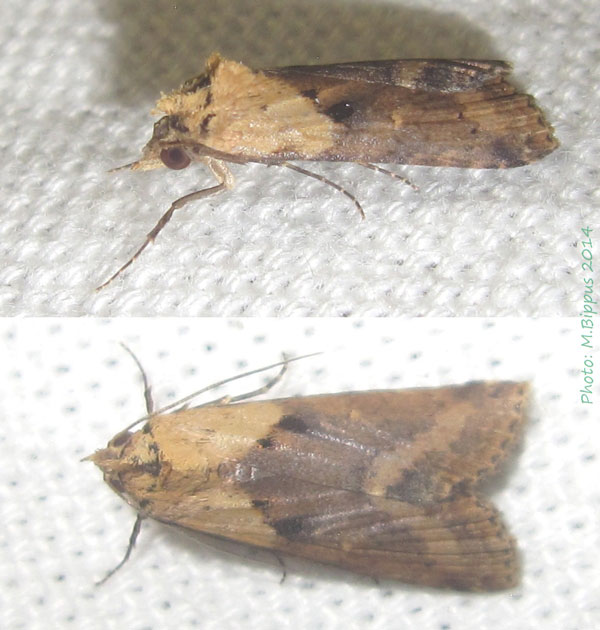 /filer/webapps/moths/media/images/P/polymorpha_Gyrtona_A_Bippus.jpg