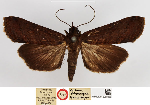 /filer/webapps/moths/media/images/P/polymorpha_Gyrtona_STF_NHMUK.jpg