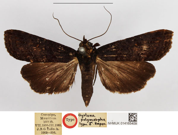 /filer/webapps/moths/media/images/P/polymorpha_Gyrtona_STM_NHMUK.jpg