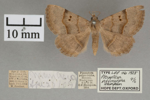/filer/webapps/moths/media/images/P/polymorpha_Plecoptera_A_OUMNHa_01.jpg