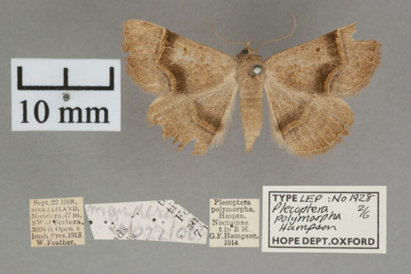 /filer/webapps/moths/media/images/P/polymorpha_Plecoptera_A_OUMNHa_02.jpg
