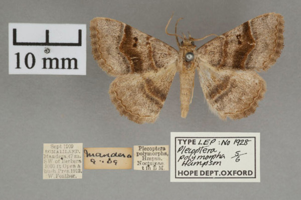 /filer/webapps/moths/media/images/P/polymorpha_Plecoptera_A_OUMNHa_03.jpg