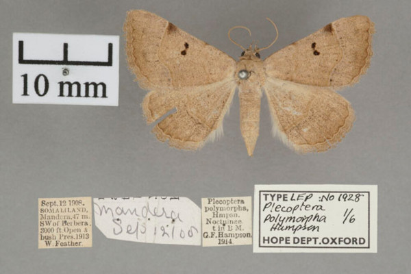 /filer/webapps/moths/media/images/P/polymorpha_Plecoptera_A_OUMNHa_04.jpg